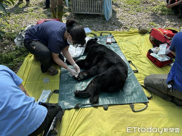 台灣黑熊達古阿里誘捕成功。（圖／林業及自然保育署花蓮分署提供）