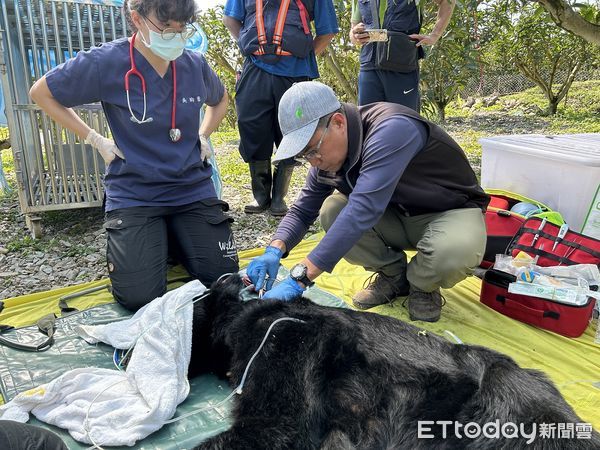 台灣黑熊達古阿里誘捕成功。（圖／林業及自然保育署花蓮分署提供）