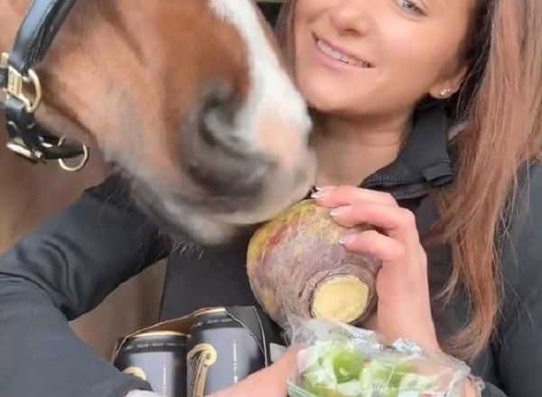 ▲馬匹版「味覺測試」開跑！　狂瞌橘子西瓜唯獨拒絕芹菜。（圖／翻攝自TikTok／@phoebecharlottequestrian）