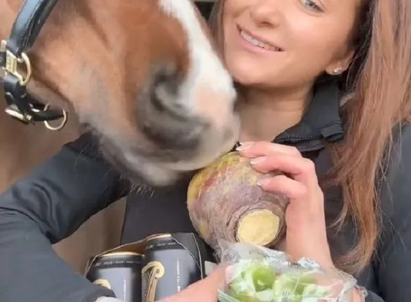 ▲馬匹版「味覺測試」開跑！　狂瞌橘子西瓜唯獨拒絕芹菜。（圖／翻攝自TikTok／@phoebecharlottequestrian）