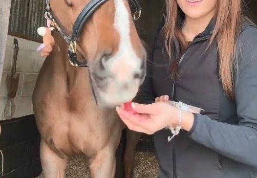 ▲馬匹版「味覺測試」開跑！　狂瞌橘子西瓜唯獨拒絕芹菜。（圖／翻攝自TikTok／@phoebecharlottequestrian）
