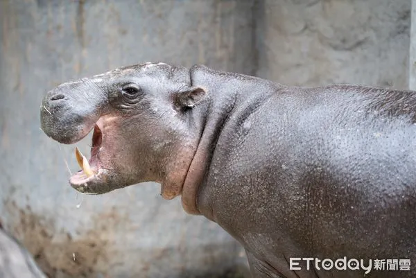 侏儒河馬Thabo清晨離世   來台僅4個月「小傷口惡化」