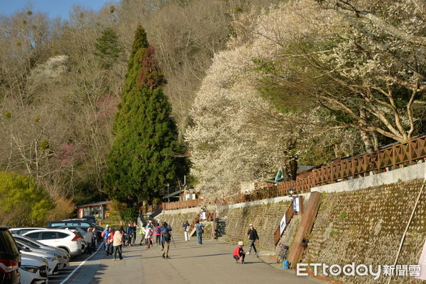 ▲苗栗縣泰安鄉觀霧山莊前的台灣櫻王盛開中，吸引遊客前往賞花             。（圖／雪霸國家公園管理處提供）