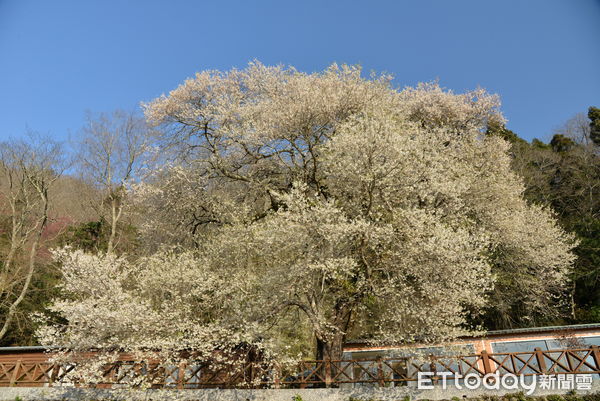 ▲苗栗縣泰安鄉觀霧山莊前的台灣櫻王盛開中，吸引遊客前往賞花             。（圖／雪霸國家公園管理處提供）