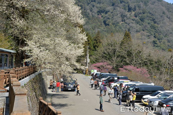 ▲苗栗縣泰安鄉觀霧山莊前的台灣櫻王盛開中，吸引遊客前往賞花             。（圖／雪霸國家公園管理處提供）