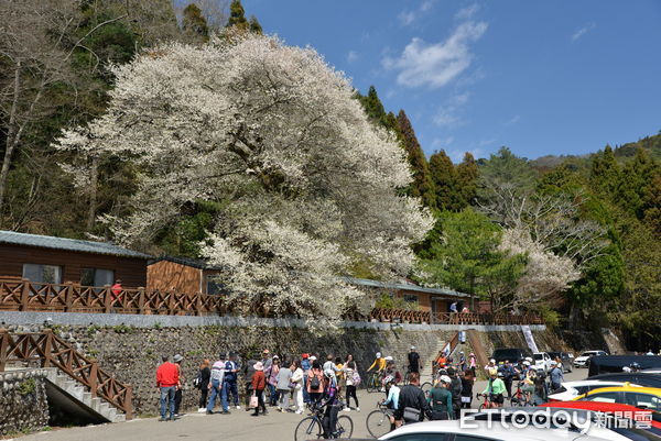 ▲苗栗縣泰安鄉觀霧山莊前的台灣櫻王盛開中，吸引遊客前往賞花             。（圖／雪霸國家公園管理處提供）