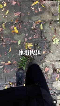 ▲▼NanaQ。（圖／翻攝自Instagram／nanaq1111）