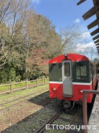 ▲▼  櫻與音的對話&mdash;2025阿里山花季暨森旅季盛大開鑼 。（圖／林業保育署嘉義分署提供）