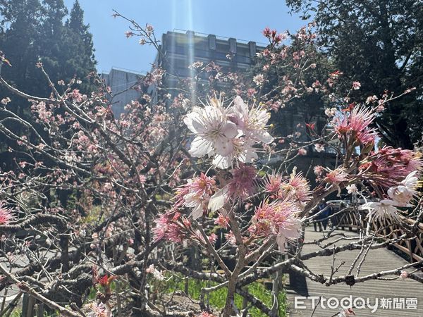 ▲▼  櫻與音的對話&mdash;2025阿里山花季暨森旅季盛大開鑼 。（圖／林業保育署嘉義分署提供）