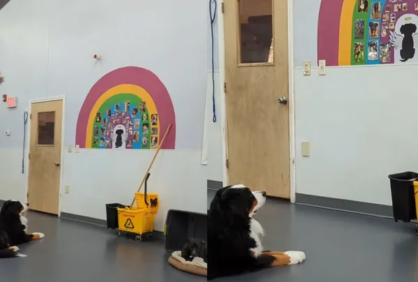 托兒所狗狗盯著牆上「彩虹橋照片」悲鳴　網心碎：牠在想念朋友。（圖／翻攝自TikTok／shutupndance24）