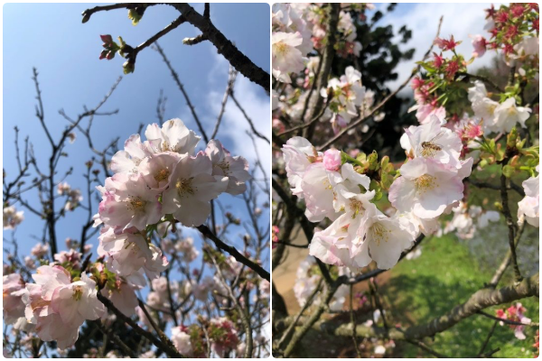 ▲陽明山湖山路與遊客中心的吉野櫻正綻放。（圖／公園處提供）