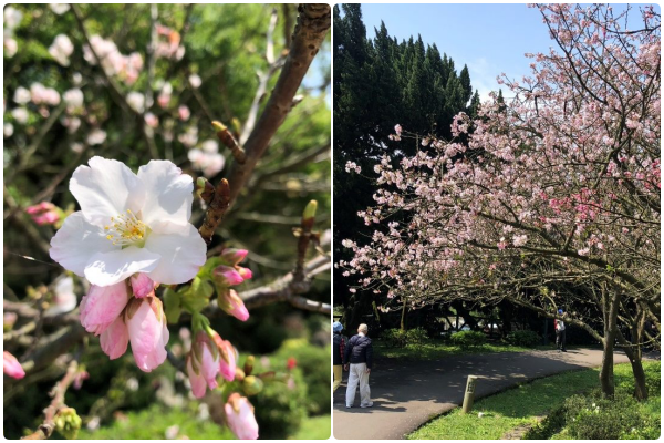 ▲陽明山湖山路與遊客中心的吉野櫻正綻放。（圖／公園處提供）