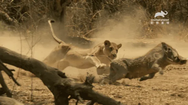 ▲《野地刺客》。（圖／動物星球頻道提供）