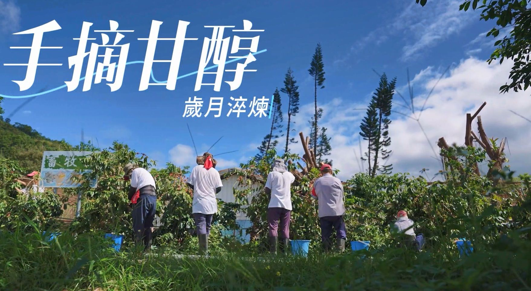 ▲台東武陵外役監獄花海綻放。（圖／台東縣武陵外役監獄提供）