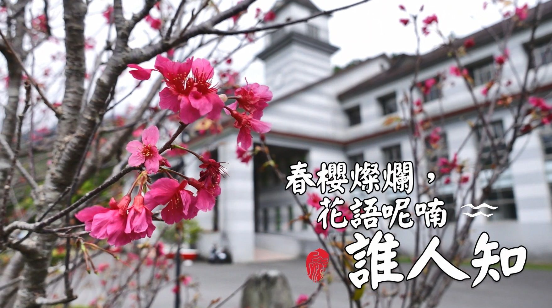 ▲台東武陵外役監獄花海綻放。（圖／台東縣武陵外役監獄提供）