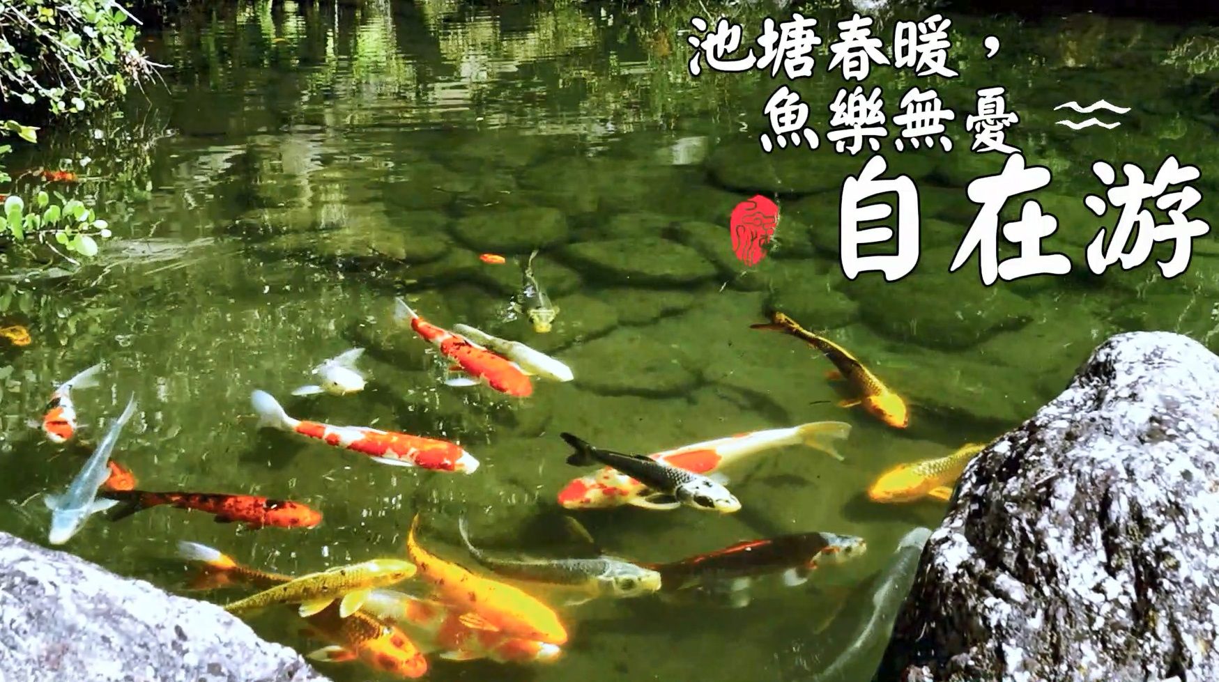 ▲台東武陵外役監獄花海綻放。（圖／台東縣武陵外役監獄提供）