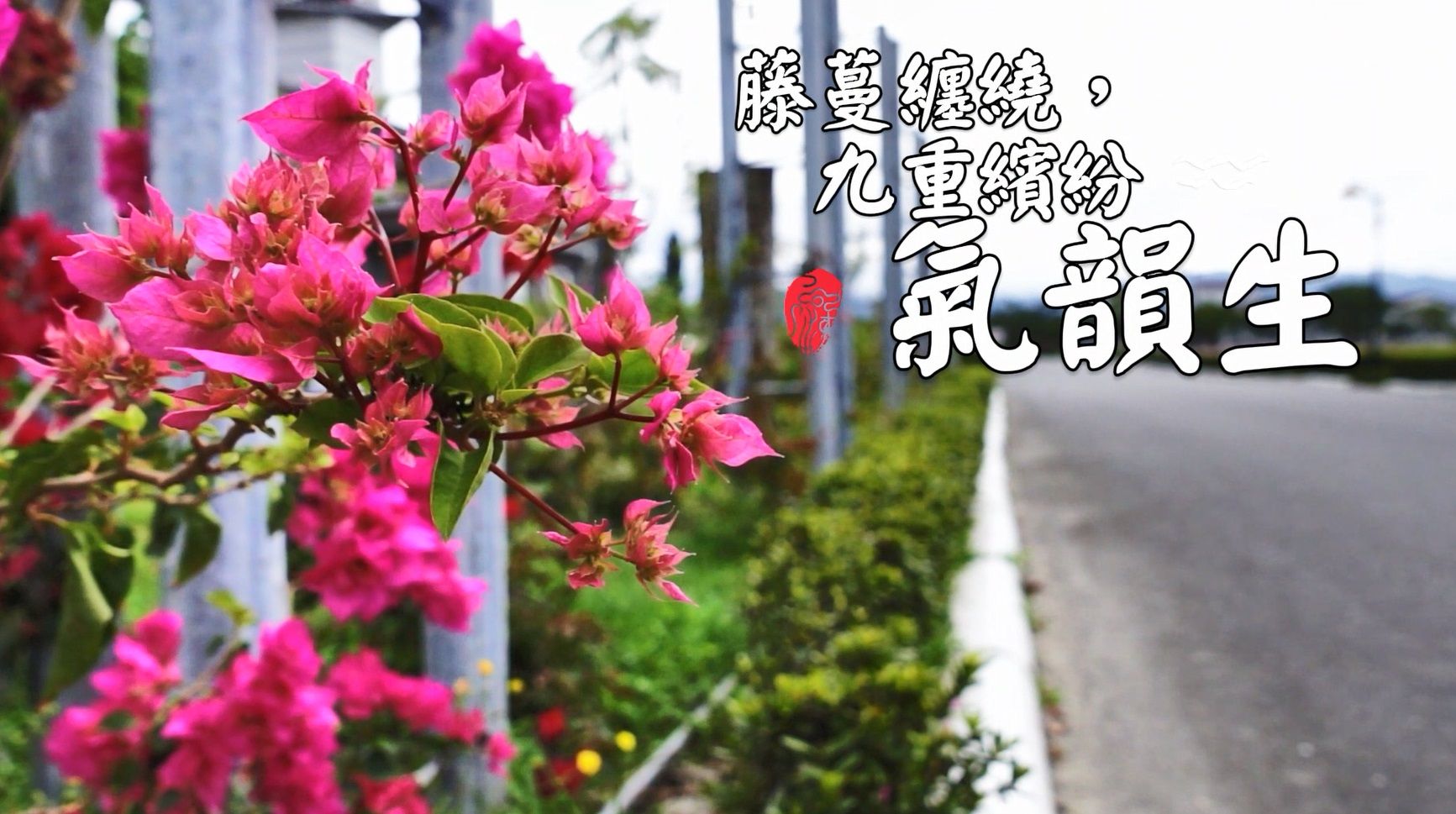 ▲台東武陵外役監獄花海綻放。（圖／台東縣武陵外役監獄提供）