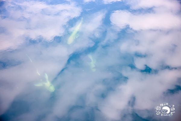 ▲▼盛百年原生魚類生態復育場，SUP立槳、獨木舟、喝咖啡～日月潭秘境推薦。（圖／部落客陳小可授權提供）