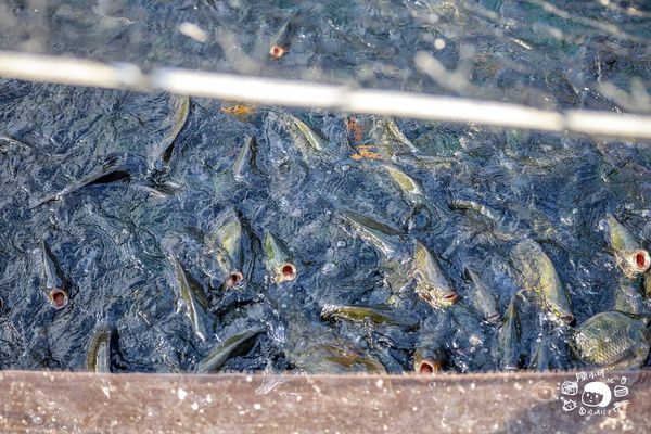 ▲▼盛百年原生魚類生態復育場，SUP立槳、獨木舟、喝咖啡～日月潭秘境推薦。（圖／部落客陳小可授權提供）