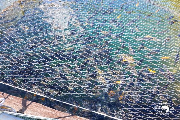 ▲▼盛百年原生魚類生態復育場，SUP立槳、獨木舟、喝咖啡～日月潭秘境推薦。（圖／部落客陳小可授權提供）