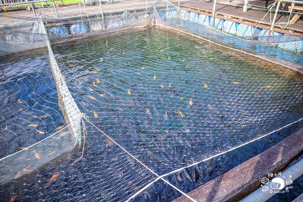 ▲▼盛百年原生魚類生態復育場，SUP立槳、獨木舟、喝咖啡～日月潭秘境推薦。（圖／部落客陳小可授權提供）
