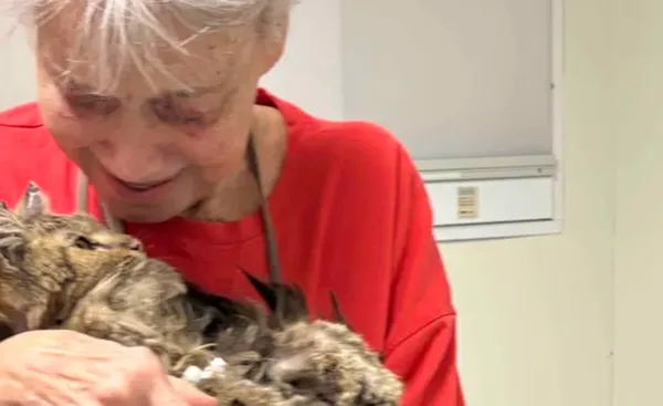 家園被加州野火燒毀　女2個月與5歲愛貓重逢爆哭：我以為你死了。（圖／翻攝自募款網站GoFundMe）