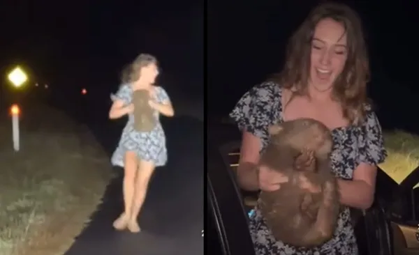 女網紅為了拍片「強把袋熊寶寶抱走」　袋熊媽媽崩潰狂追畫面曝。（圖／翻攝自Reddit）