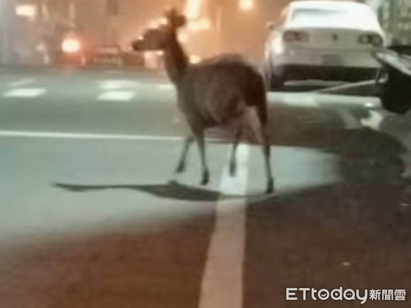 ▲▼  彰化彰南路段與安溪路口昨(11)日又出現水鹿誤闖市區道路 （圖／民眾提供）