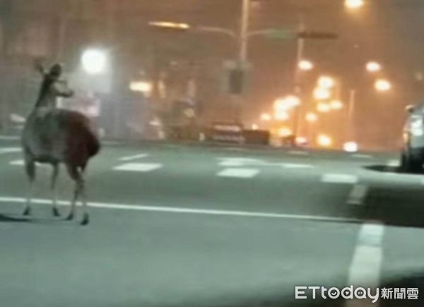 ▲▼  彰化彰南路段與安溪路口昨(11)日又出現水鹿誤闖市區道路 （圖／民眾提供）
