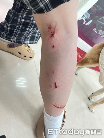 貓咪攻擊狗。（圖／新北市動保處提供）