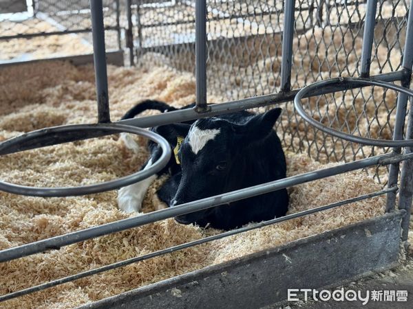 ▲蔣萬安今日考察本土鮮乳的產製過程，以及確保乳品來源充足，雲林縣副縣長謝淑亞率縣府團隊以及立法委員張嘉郡與會。（圖／記者游瓊華翻攝）