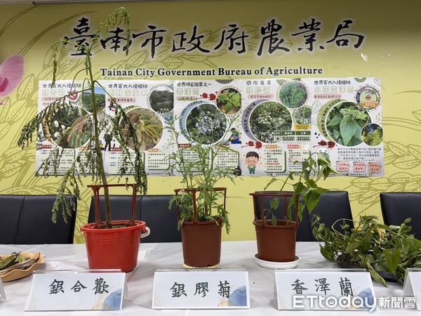 ▲台南市農業局指出，隨著氣溫回暖，銀膠菊進入生長旺盛期，需要全民攜手防除，共同維護生態平衡。（圖／記者林東良翻攝，下同）