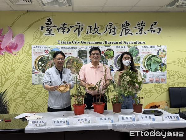 ▲台南市農業局指出，隨著氣溫回暖，銀膠菊進入生長旺盛期，需要全民攜手防除，共同維護生態平衡。（圖／記者林東良翻攝，下同）