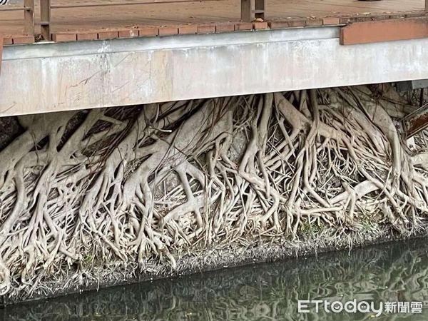 ▲▼高雄蓮池潭的榕樹根超壯觀，。（圖／高雄美食走跳-刁嘴公主授權提供，請勿隨意翻拍以免侵權）