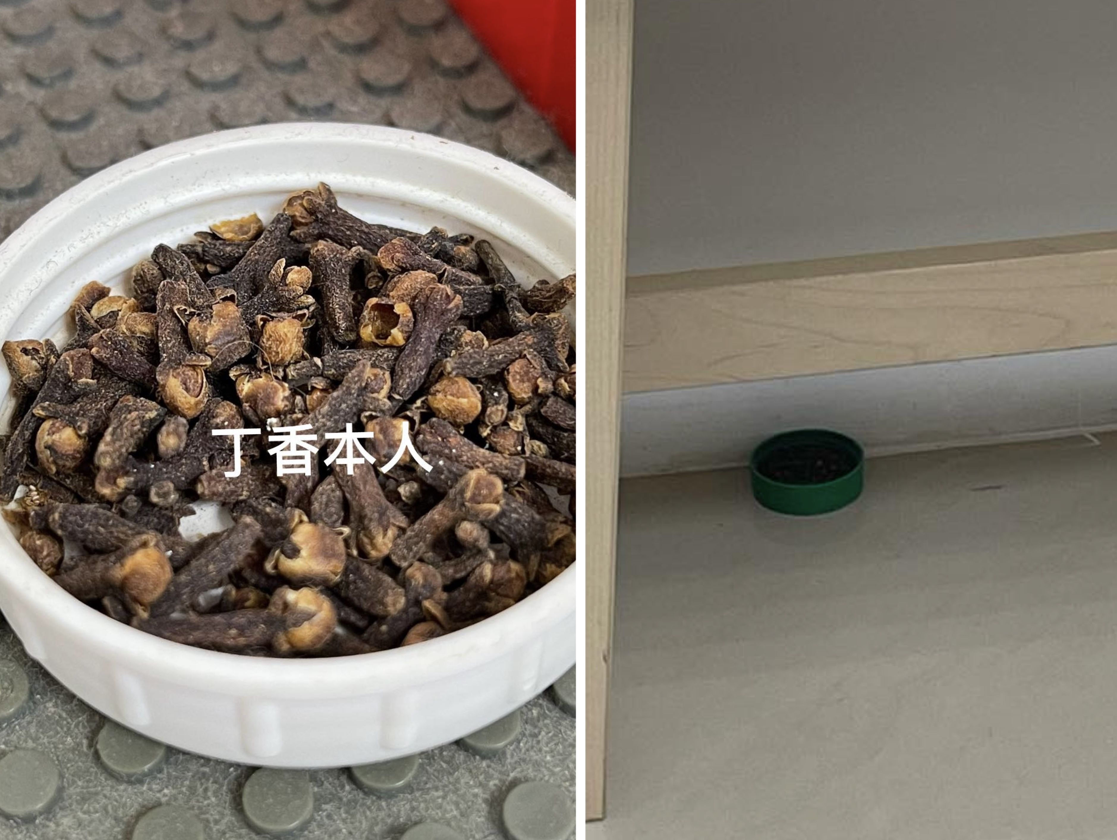 ▲▼中醫師,鄒瑋倫,驅蚊。（圖／中醫師鄒瑋倫提供）