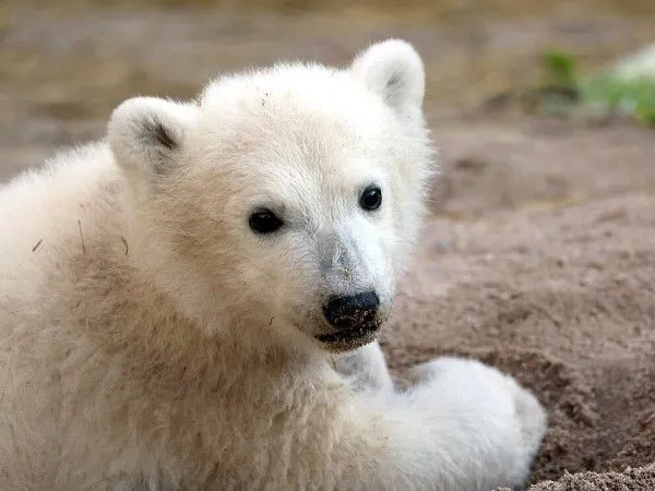 ▲（圖／翻攝自karlsruhe Zoo官網）