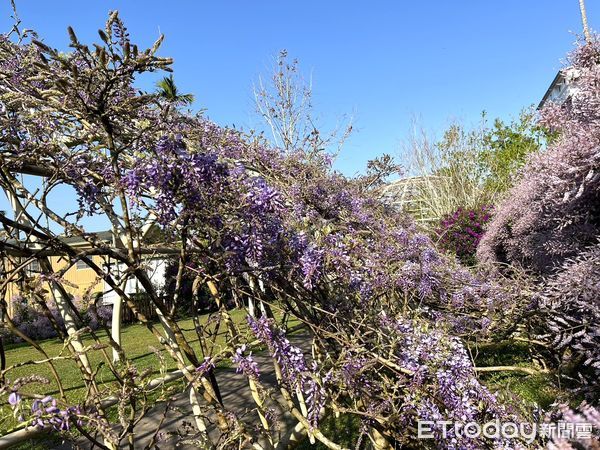 ▲▼  嘉義瑞里紫藤花祭即將登場，賞花資訊一次看   。（圖／嘉義縣政府提供）