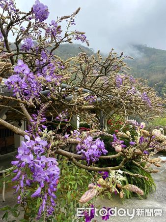 ▲▼  嘉義瑞里紫藤花祭即將登場，賞花資訊一次看   。（圖／嘉義縣政府提供）