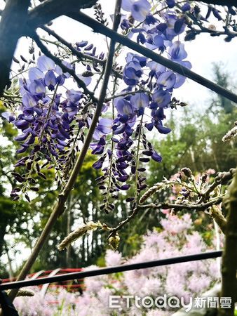 ▲▼  嘉義瑞里紫藤花祭即將登場，賞花資訊一次看   。（圖／嘉義縣政府提供）