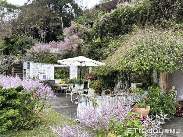 ▲▼  嘉義瑞里紫藤花祭即將登場，賞花資訊一次看   。（圖／嘉義縣政府提供）