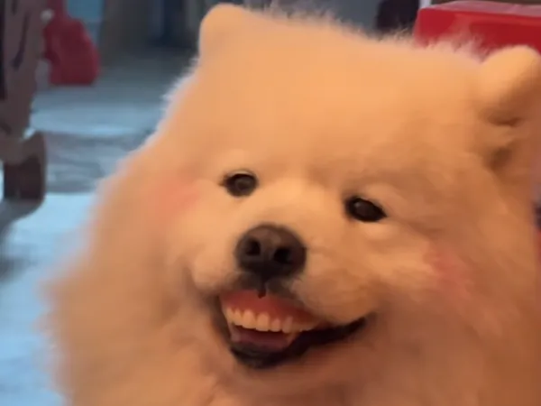 ▲（圖／翻攝自小紅書／薩摩耶007）