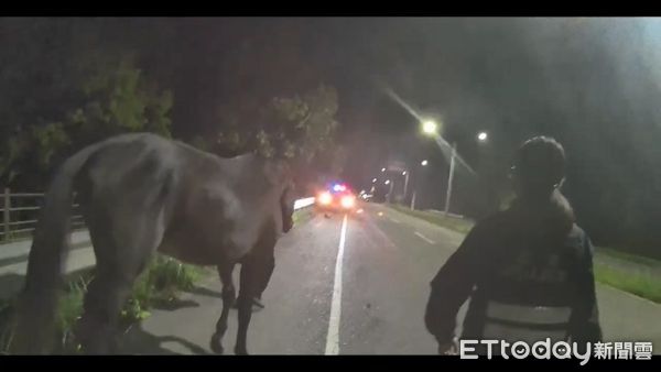 ▲▼黑馬逛大街，還向女警低頭撒嬌。（圖／記者游芳男翻攝，下同）