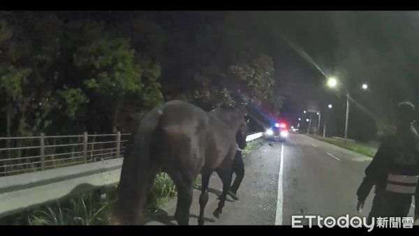 ▲▼黑馬逛大街，還向女警低頭撒嬌。（圖／記者游芳男翻攝，下同）