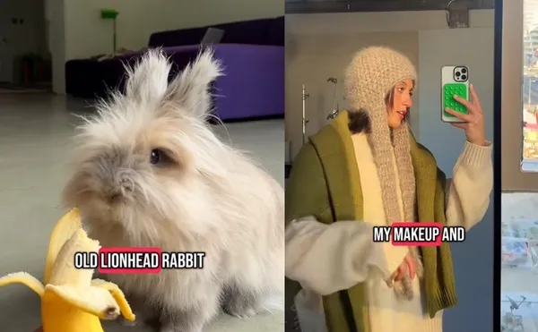 4歲獅子兔瘋狂掉毛　女花1年時間蒐集「織出超暖毛帽」爆紅。（圖／翻攝自TikTok／fuzzandfuzz）
