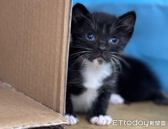 ▲奶兇賓士硬撐不睡「狂哈氣」　殺傷力零可愛度滿分。（圖／Syliva Ciou提供，請勿隨意翻拍，以免侵權。）