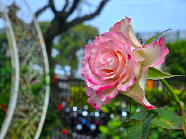 ▲2025台北玫瑰展今（14日）正式揭幕。（圖／公園處提供）