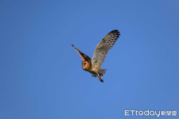 ▲3月4日野放的4隻草鴞幼鳥當初在野生動物急救站照養訓練的可愛模樣。（圖／記者林東良翻攝，下同）