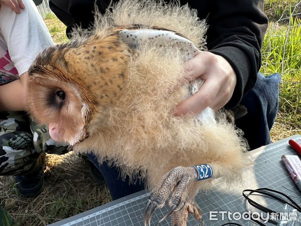 ▲3月4日野放的4隻草鴞幼鳥當初在野生動物急救站照養訓練的可愛模樣。（圖／記者林東良翻攝，下同）