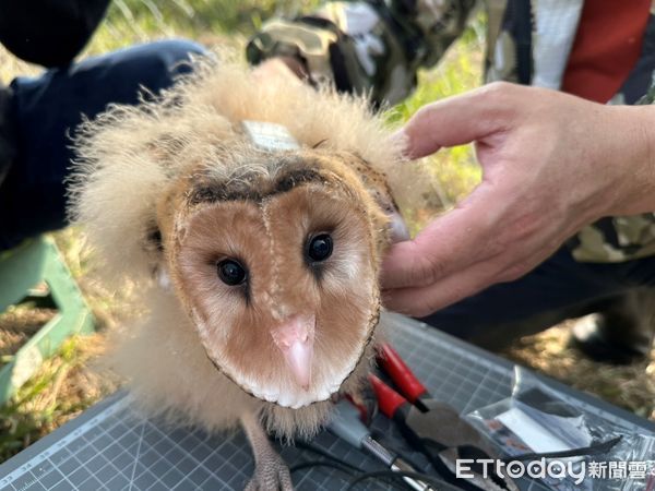 ▲3月4日野放的4隻草鴞幼鳥當初在野生動物急救站照養訓練的可愛模樣。（圖／記者林東良翻攝，下同）