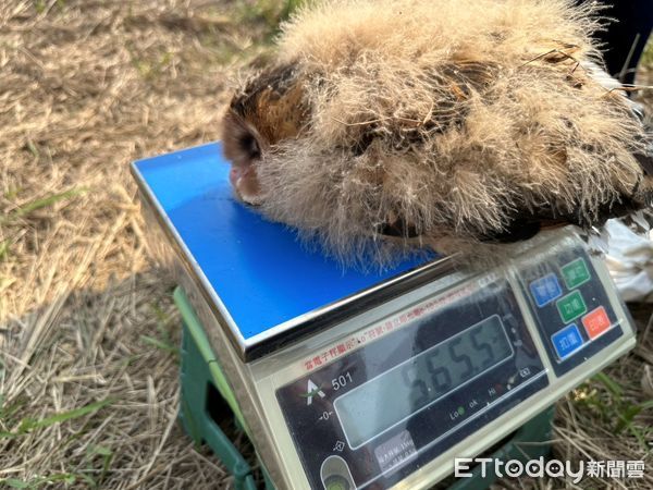 ▲3月4日野放的4隻草鴞幼鳥當初在野生動物急救站照養訓練的可愛模樣。（圖／記者林東良翻攝，下同）